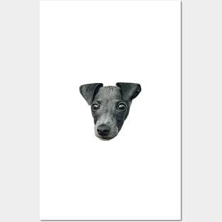 Italian Greyhound Cute Puppy Dog Art Posters and Art